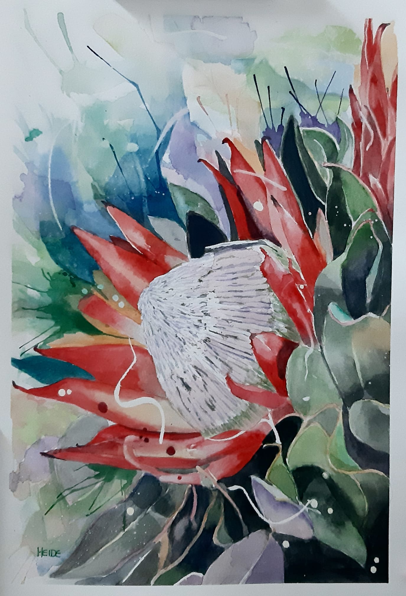 Protea