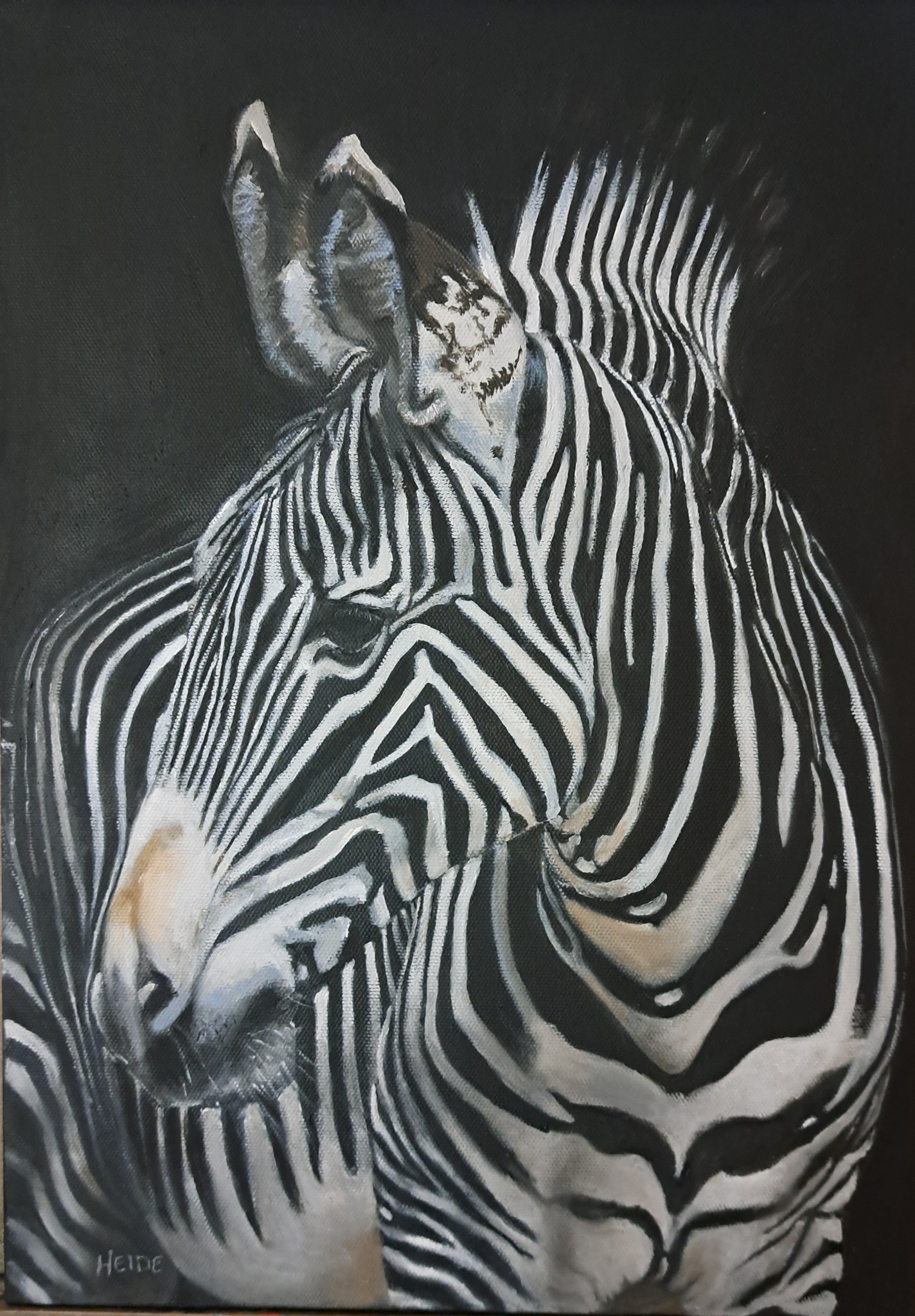 Zebra