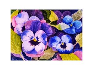 Colorful Pansies