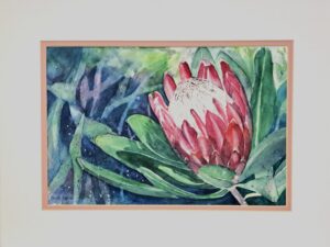 Red Protea
